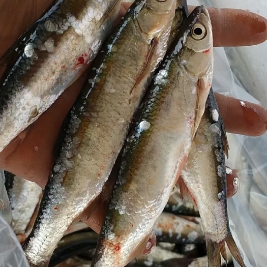 锦州翘嘴鲌鱼  白鱼 麦穗 爪虾 开肚白鱼 青鳞鱼