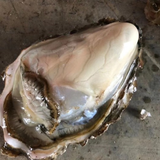 佛山三倍体生蚝  各规格台山靓蚝 薄壳