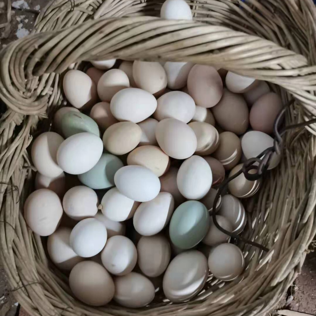 白壳蛋  土鸡蛋，纯散养土鸡，生长周期十个月以上，正规农民养殖合作社