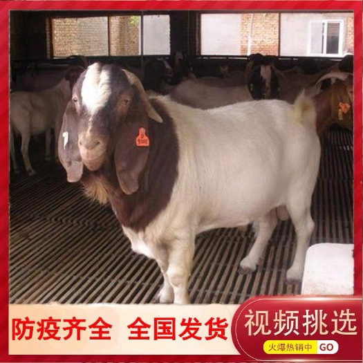 嘉祥县 波尔山羊活苗纯种波尔山羊活物小羊活苗波尔山羊种公羊怀孕母羊羔