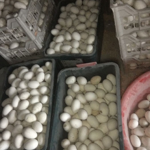 沂水县出售鹅种蛋，商品鹅蛋，双黄鹅蛋
