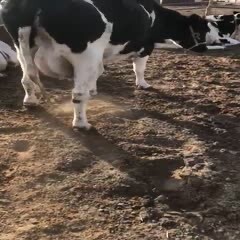 黑白花奶牛、1000斤以上、产奶奶牛、怀胎奶牛均有
