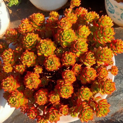 昆明 昆明基地直发多肉蒂亚