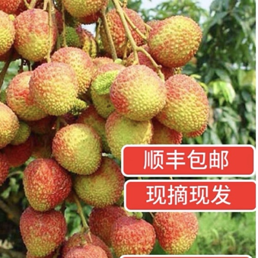 陵水县妃子笑荔枝 荔枝 三月红 妃子笑 糯米糍 桂味等……