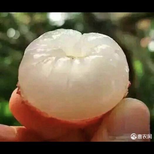 阳江白糖罂荔枝  想要价钱优美的！自家果园荔枝、白糖罂上市！欢迎光临！