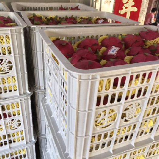 遂溪县金都一号火龙果 金都一号