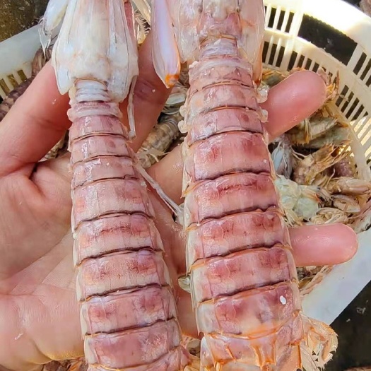 北海皮皮虾/螳螂虾/赖尿虾/爬爬虾/虾姑，北部湾大量批发