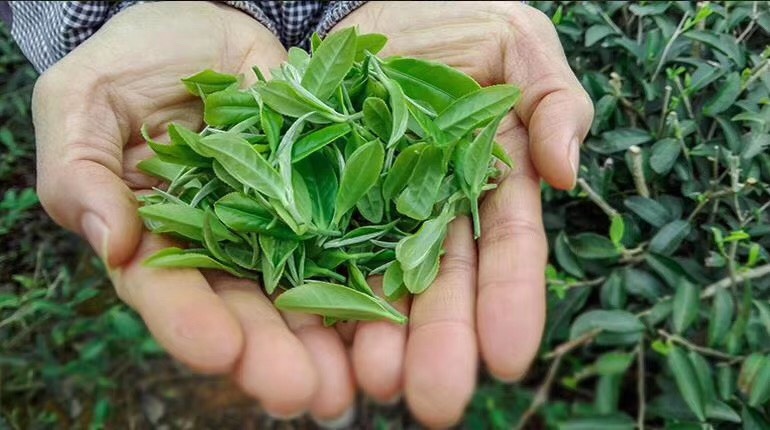 凌云县云雾茶  凌云高山绿茶，明前茶，芽茶，茶汤清爽