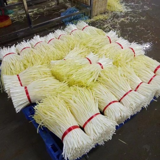 贵阳 自家种植的贵州韭黄大量上市自产自销无中间商赚差价。