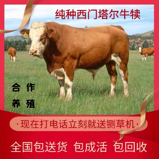嘉祥县西门塔尔牛犊 全国包送货包技术包回收 山东肉牛养殖场