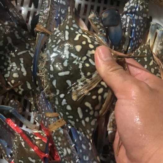 北海生猛蓝花蟹/花蟹  大量批发