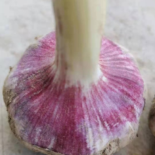 广州红皮蒜  邳州紫皮红蒜大量出全球供货
