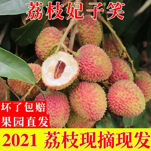 阳西县妃子笑荔枝  产地直发 一手货源 妃子笑大量供应 电商 超市 市场