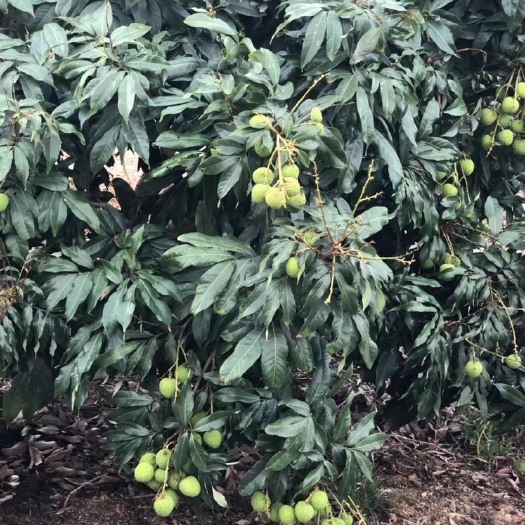 廉江市妃子笑荔枝大量供应