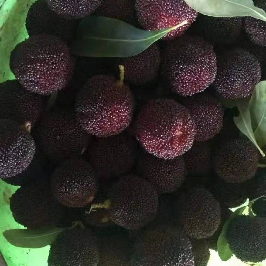石屏县荸荠杨梅  精品杨梅