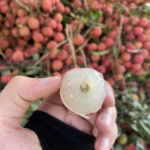 阳西县白糖罂荔枝  上洋镇超靓白糖婴荔枝色泽饱满圆润