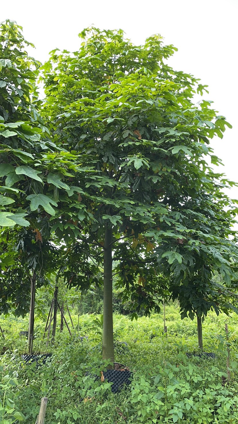 澳洲火焰木