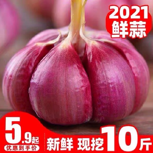 宁陵县红皮蒜 2021新鲜大蒜