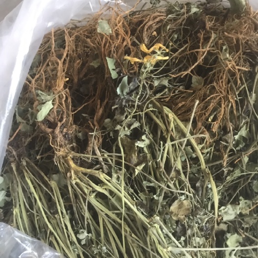 岩黄连  岩黄莲中药材