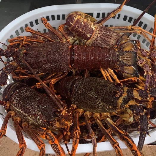 广州澳洲龙虾 纽龙一手货源