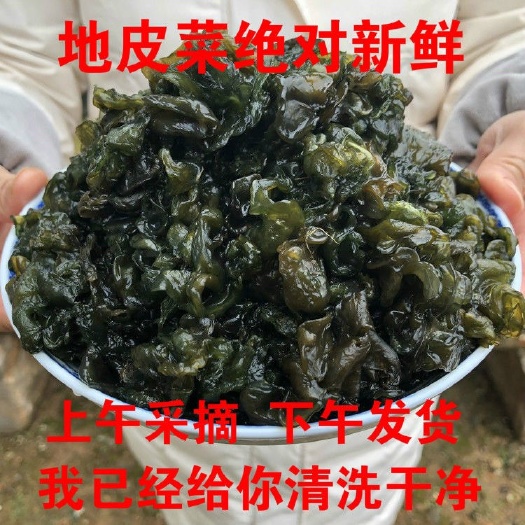 池州野菜新鲜湿地衣地皮菜地木耳非免新鲜洗地软新鲜500g多规格可