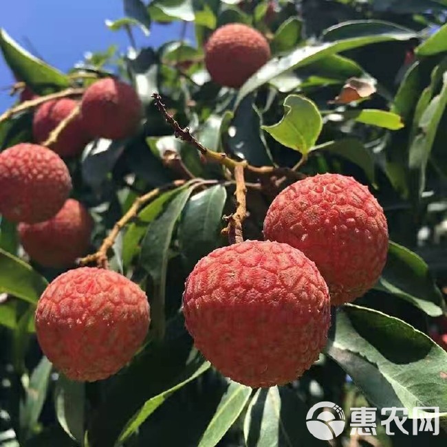 白糖罂荔枝 有一种荔枝是婴桃小嘴的白糖婴