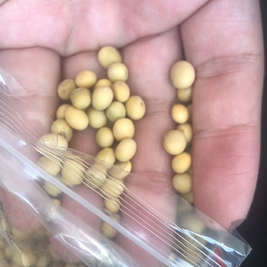大庆黄大豆  非转基因蛋白含量39的有20000吨现货，3元一斤出