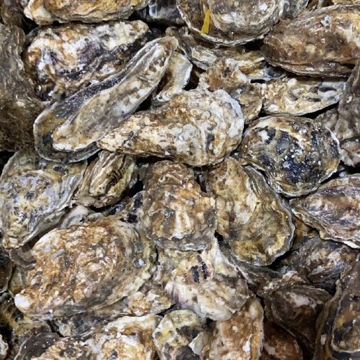 重庆市牡蛎 乳山生蚝