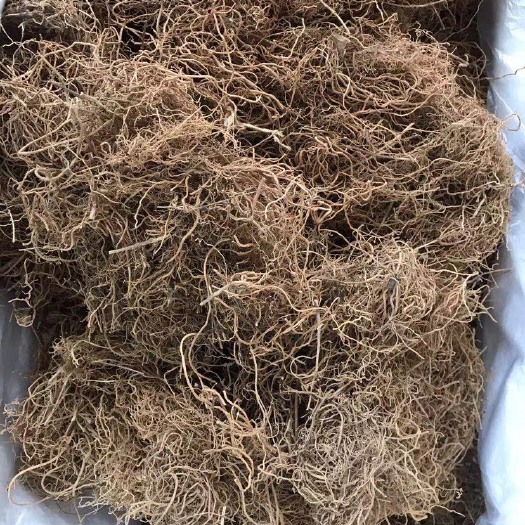 玉林徐长卿   寮刁竹