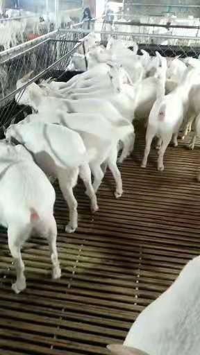 郓城县 美国白山羊，体型好，长得快，繁殖力强，一年两窝