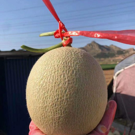昌乐县网纹瓜  玫珑网纹瓜 鲁厚甜网纹蜜瓜