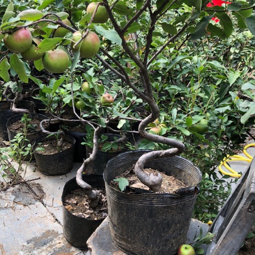 平邑县苹果盆栽  盆栽盆景苹果