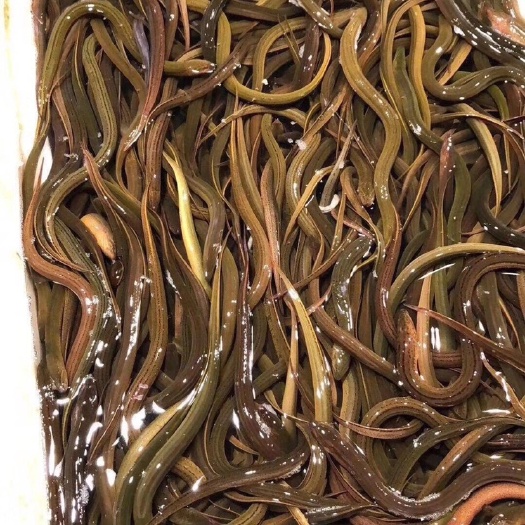内江 养殖厂直供精品黄鳝苗 一斤40尾左右