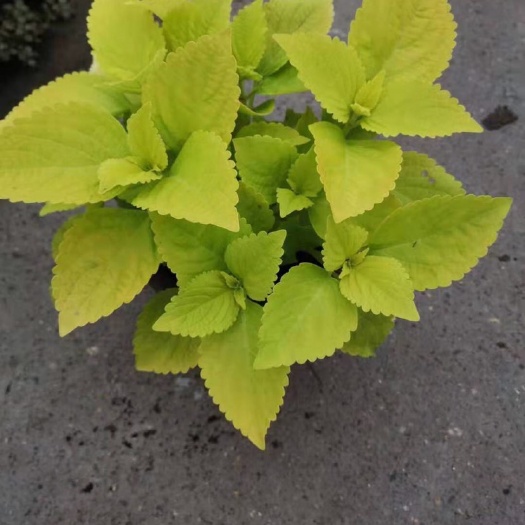 西安夏季草花彩叶草大量上市
