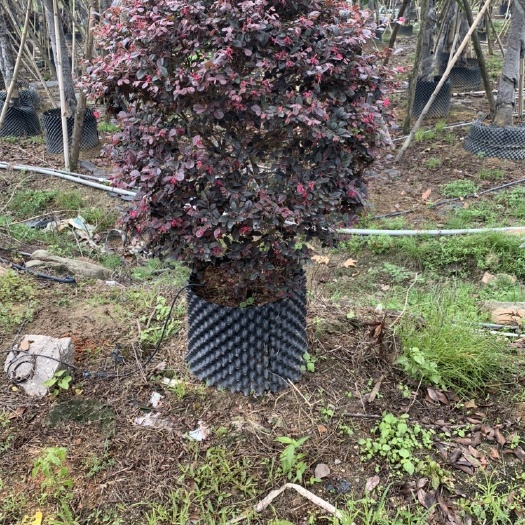 红花继木 基地多种规格现货 提供视频看货