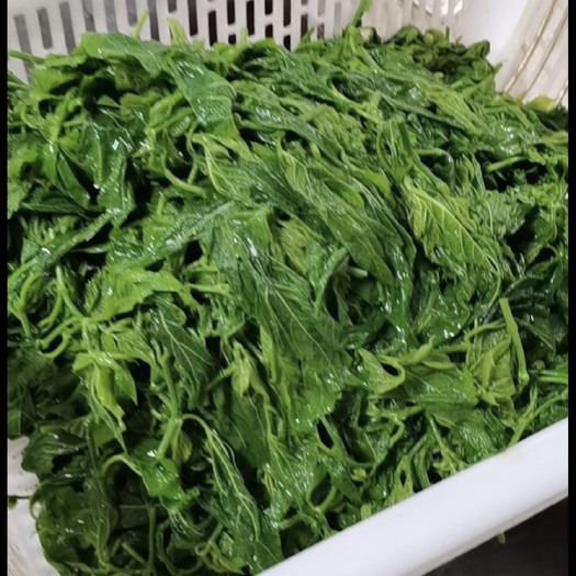 英德市 无公害蔬菜，桑芽菜，适合酒店，饭店，大排档，连锁店