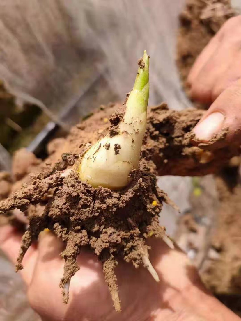 土壤调理剂  土壤改良肥  生根水溶菌肥 生根肥 生根菌肥 植物生根调节剂