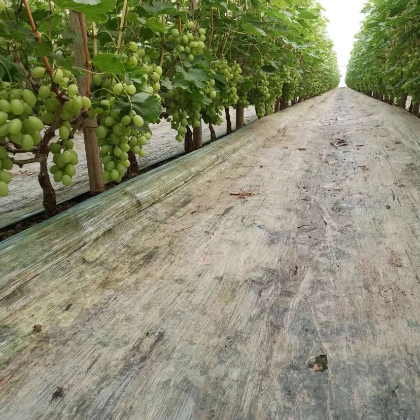 维多利亚葡萄 万亩葡萄种植基地十几个品种大量上市