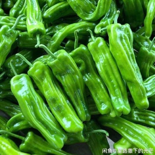 随州薄皮椒 薄皮青椒