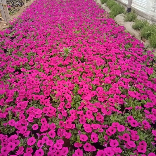 青州市牵牛花 牵牛，花色全