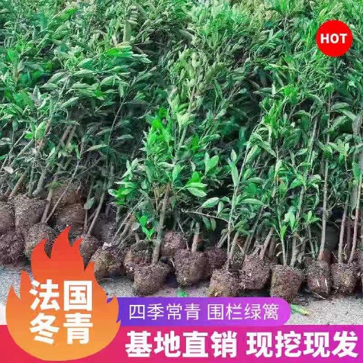 宁波庭院绿化法国冬青高档绿篱青珊瑚四季常青1.5精品不脱脚！