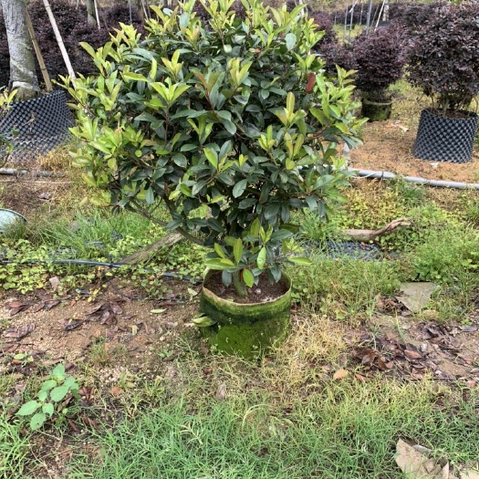  红叶石楠