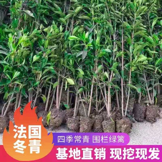 宁波绿篱围墙法国冬青（青珊瑚）高档庭园树苗！1.8-2.5基地