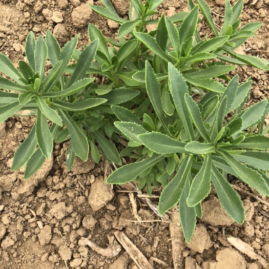 无极县救心菜，养心菜，高钙菜