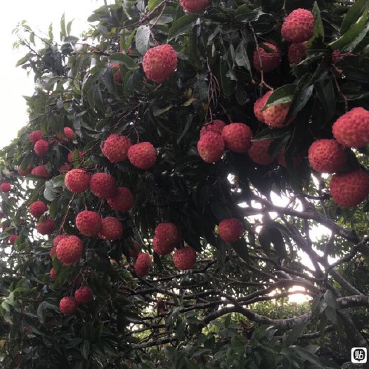 上林县妃子笑荔枝大量出售各位老板合作得直接联系