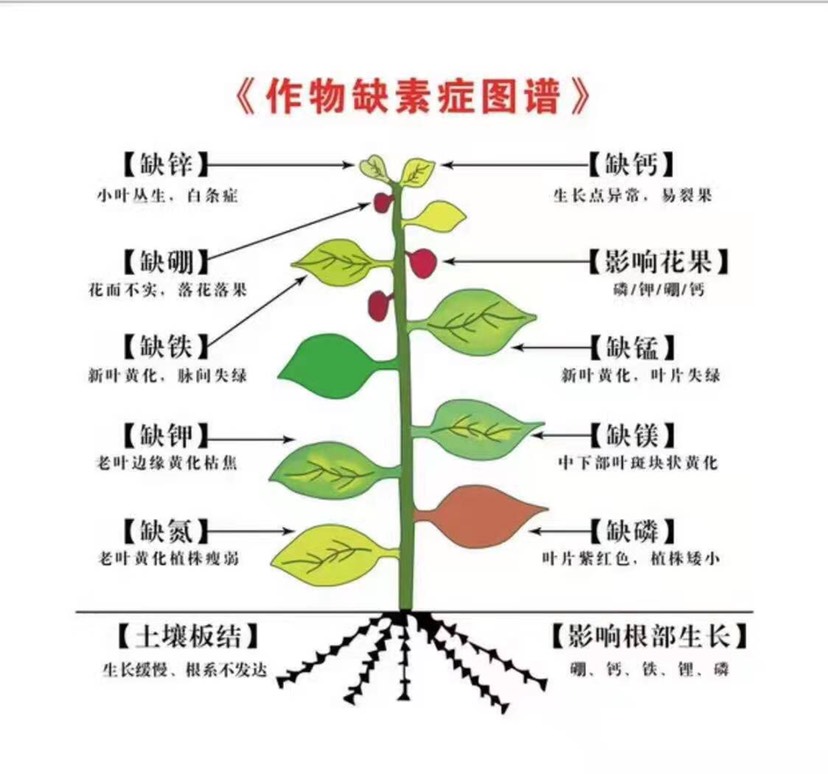 土壤调理剂  土壤改良肥  生根水溶菌肥 生根肥 生根菌肥 植物生根调节剂