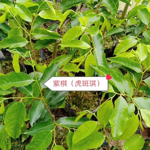 茂名奇楠沉香树 专注奇楠沉香品种有（黑棋，油叶子，紫棋，糖结）