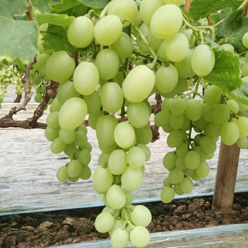 维多利亚葡萄 万亩葡萄种植基地十几个品种大量上市