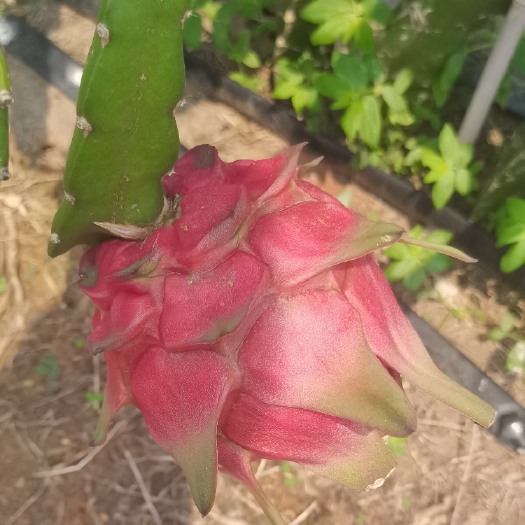 湛江金都一号火龙果 广东省茂名市化州市 红色