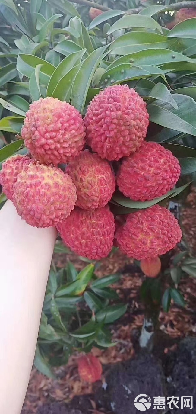  海南永兴火山荔枝王，